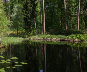 Tajemniczy ogród na Warmii. Tu warto wybrać się na jesienny spacer [ZDJĘCIA]