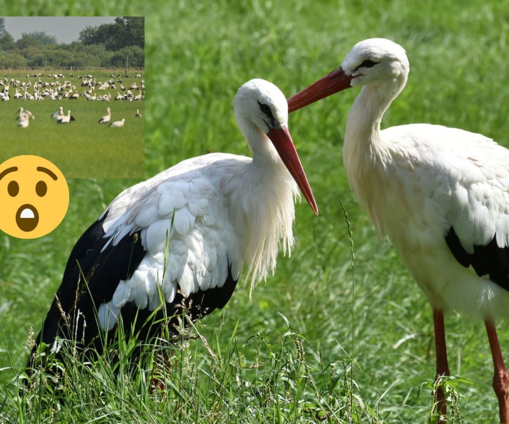 SETKI bocianów lądują na polskich łąkach. Niezwykły fenomen widoczny tego lata! 