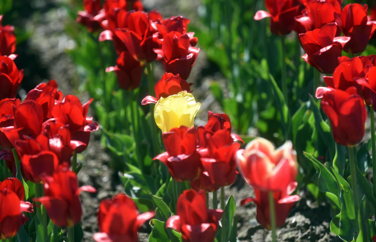 Tulipanowa polanka w małopolskiej Polance Wielkiej