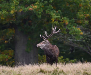 Operacja Wieniec w lubelskich lasach. To odpowiedź na rosną popularność zbierania skarbów