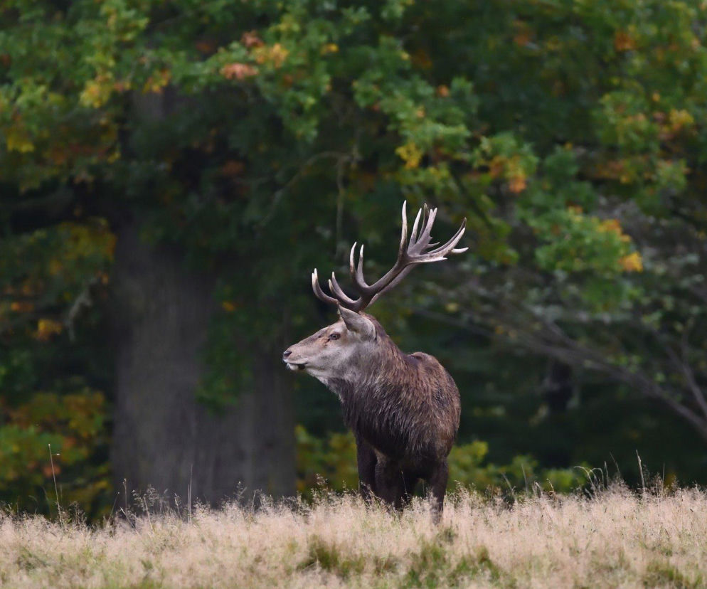 Operacja Wieniec w lubelskich lasach. To odpowiedź na rosną popularność zbierania skarbów