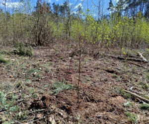 W Lesie Sekulskim rośnie już kilkaset nowych, młodych buków! Drzewa zasadzili członkowie siedleckiego samorządu i leśnicy