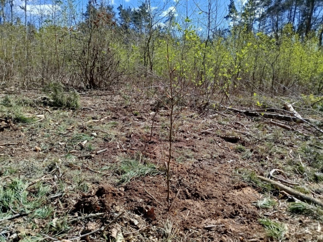 W Lesie Sekulskim rośnie już kilkaset nowych, młodych buków! Drzewa zasadzili członkowie siedleckiego samorządu i leśnicy