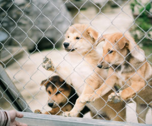 Jedno kliknięcie, realna pomoc dla zwierząt!