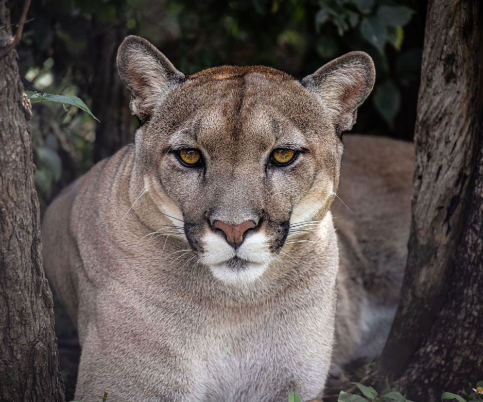 Puma w Podlaskiem? Mieszkańcy otrzymali ostrzeżenie  