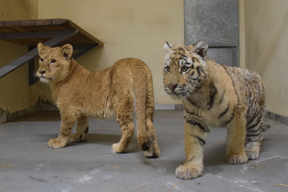 Poznańskie ZOO ratuje dzikie zwierzęta z Ukrainy