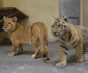 Poznańskie ZOO ratuje dzikie zwierzęta z Ukrainy