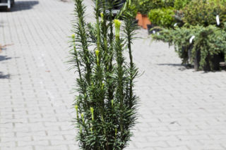 Głowocis japoński  - Cephalotaxus harringtonia