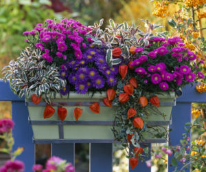 Astry i szałwia