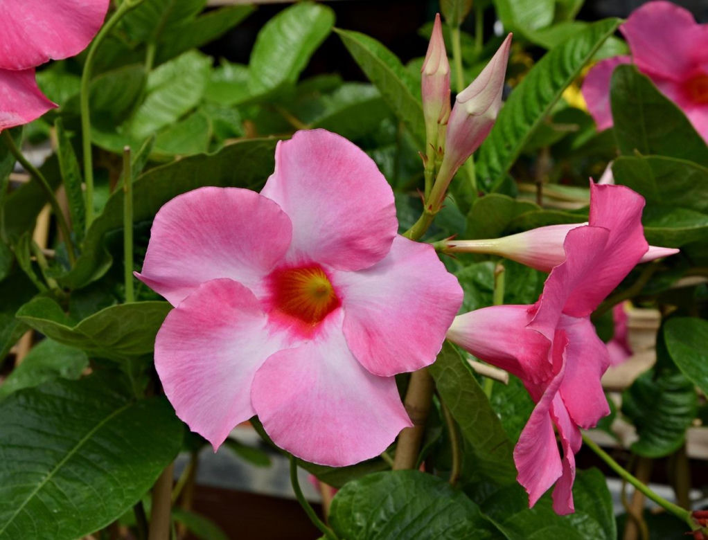 Zapomnij o pelargoniach. To najmodniejsza roślina balkonowa tego roku