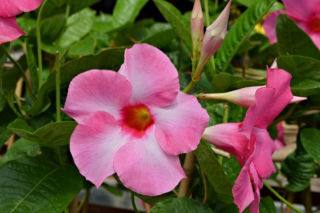 Zapomnij o pelargoniach. To najmodniejsza roślina balkonowa tego roku