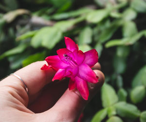 Grudnik - kwiat na Boże Narodzenie