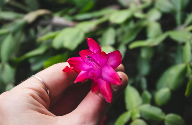 Grudnik - kwiat na Boże Narodzenie