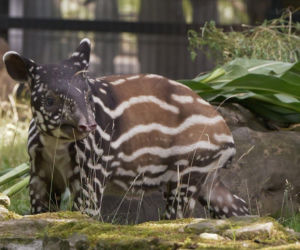Historyczne narodziny w płockim zoo. To pierwszy urodzony w Polsce tapir malajski!