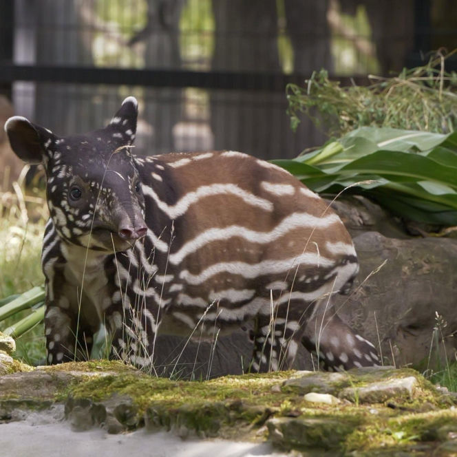 Historyczne narodziny w płockim zoo. To pierwszy urodzony w Polsce tapir malajski!