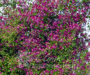 Powojniki - szkółka Clematis