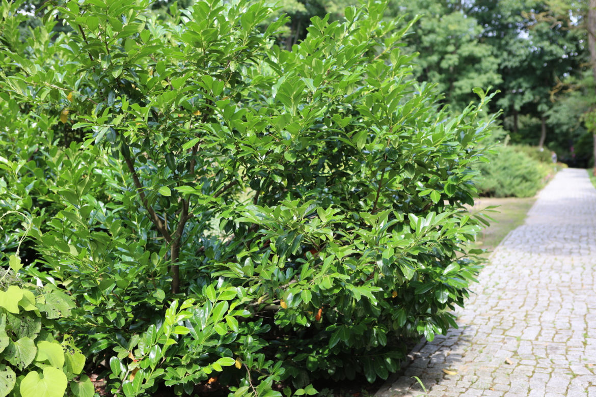 Kwitnący Ogród Botaniczny UMCS w Lublinie