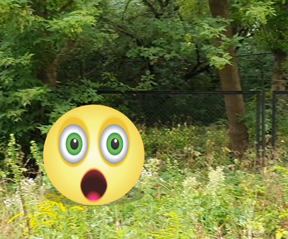 Tego zwierzęcia nie spodziewasz się spotkać w mieście