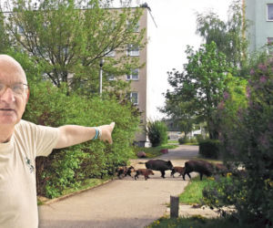 Szok w Toruniu! Wataha dzików na osiedlu