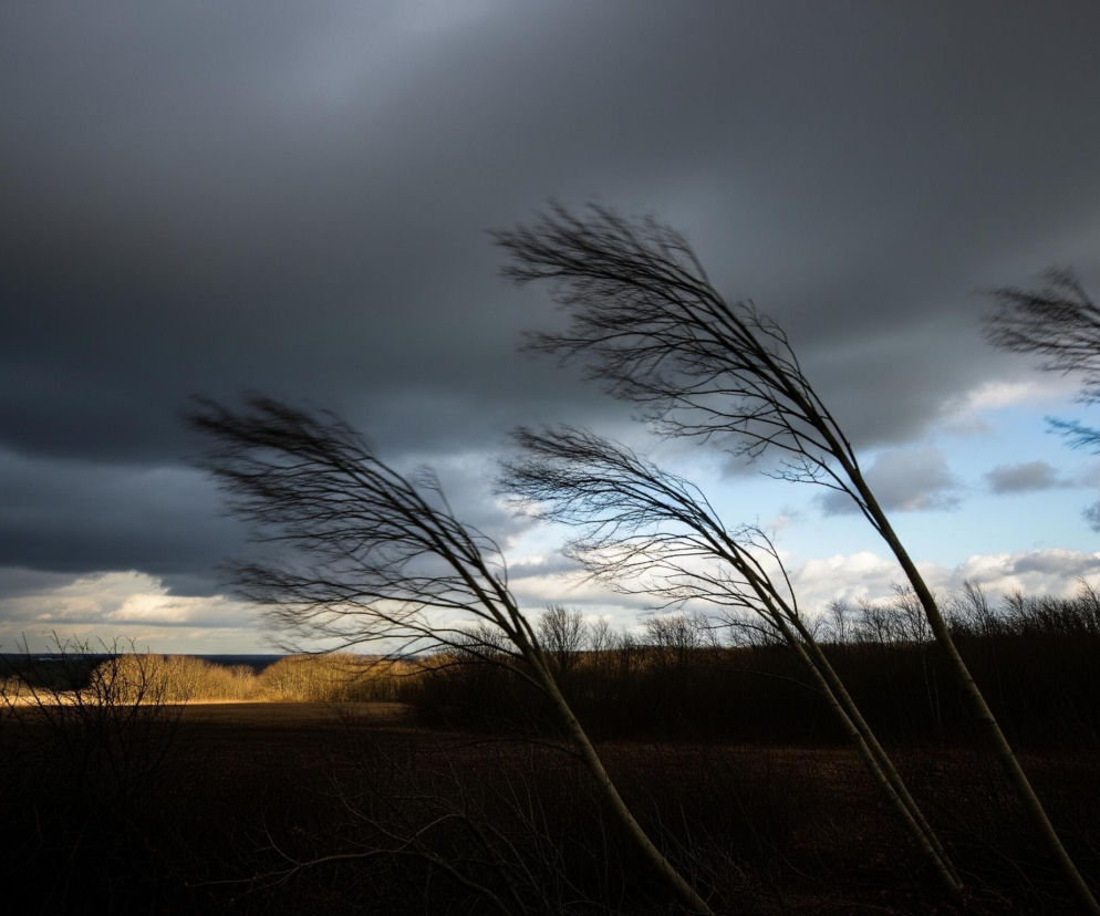 Cztery bezlistne drzewa, o ciemnych pniach i gałęziach, silnie pochylają się w prawo, dominując prawą stronę kadru. Ich konary zlewają się z ciemnymi, ciężkimi chmurami pokrywającymi większą część nieba po lewej stronie. Na prawo od tych ciemnych chmur, widać fragment błękitnego nieba z białymi, puszystymi obłokami. Poniżej horyzontu rozciąga się ciemne pole z rzędem drzew na drugim planie, oświetlonych przez jasne, złote światło.