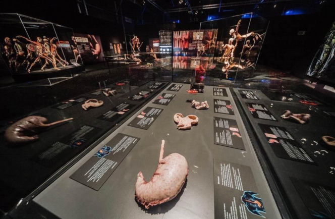 Body Worlds