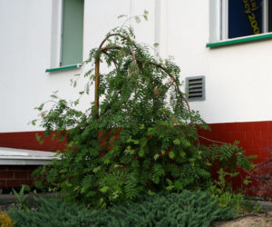 Jarząb pospolity 'Pendula'
