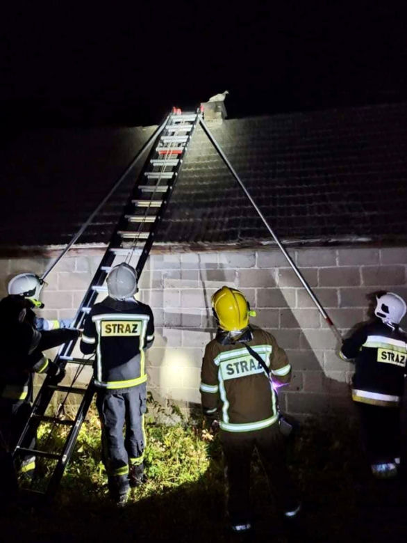Supraśl. Strażacy OSP ściągnęli kaczkę z dachu