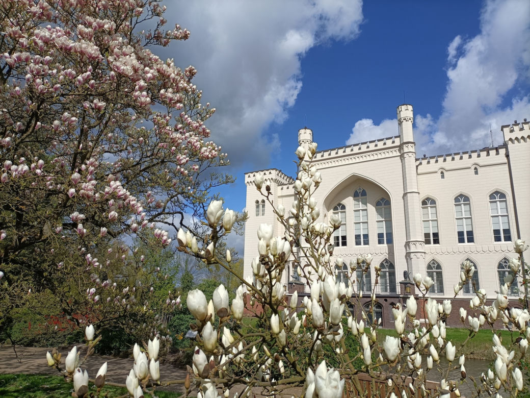 Arboretum Kórnickie zachwyca! Miłośnicy magnolii muszą się spieszyć
