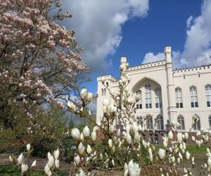 Kiedy kwitną magnolie w Arboretum Kórnickim? To najlepszy czas na spacer wśród kwiatów
