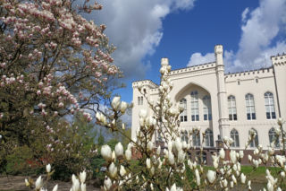 Kiedy kwitną magnolie w Arboretum Kórnickim? To najlepszy czas na spacer wśród kwiatów