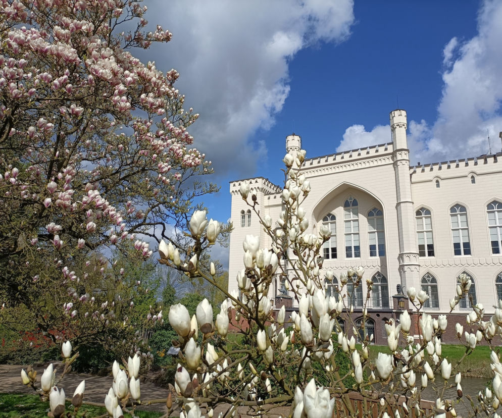 Arboretum Kórnickie zachwyca! Miłośnicy magnolii muszą się spieszyć