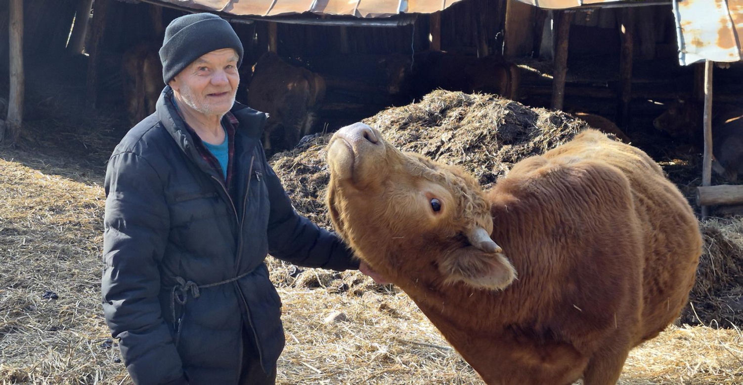 Rolnik z Podlasia bronił swojego bydła. "Gdyby nie brat, to by mnie tam zatłukli"