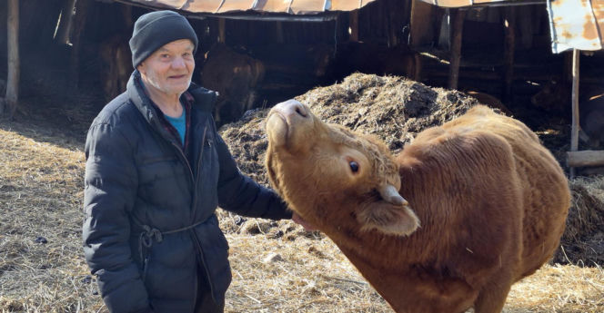 Rolnik z Podlasia bronił swojego bydła. "Gdyby nie brat, to by mnie tam zatłukli"