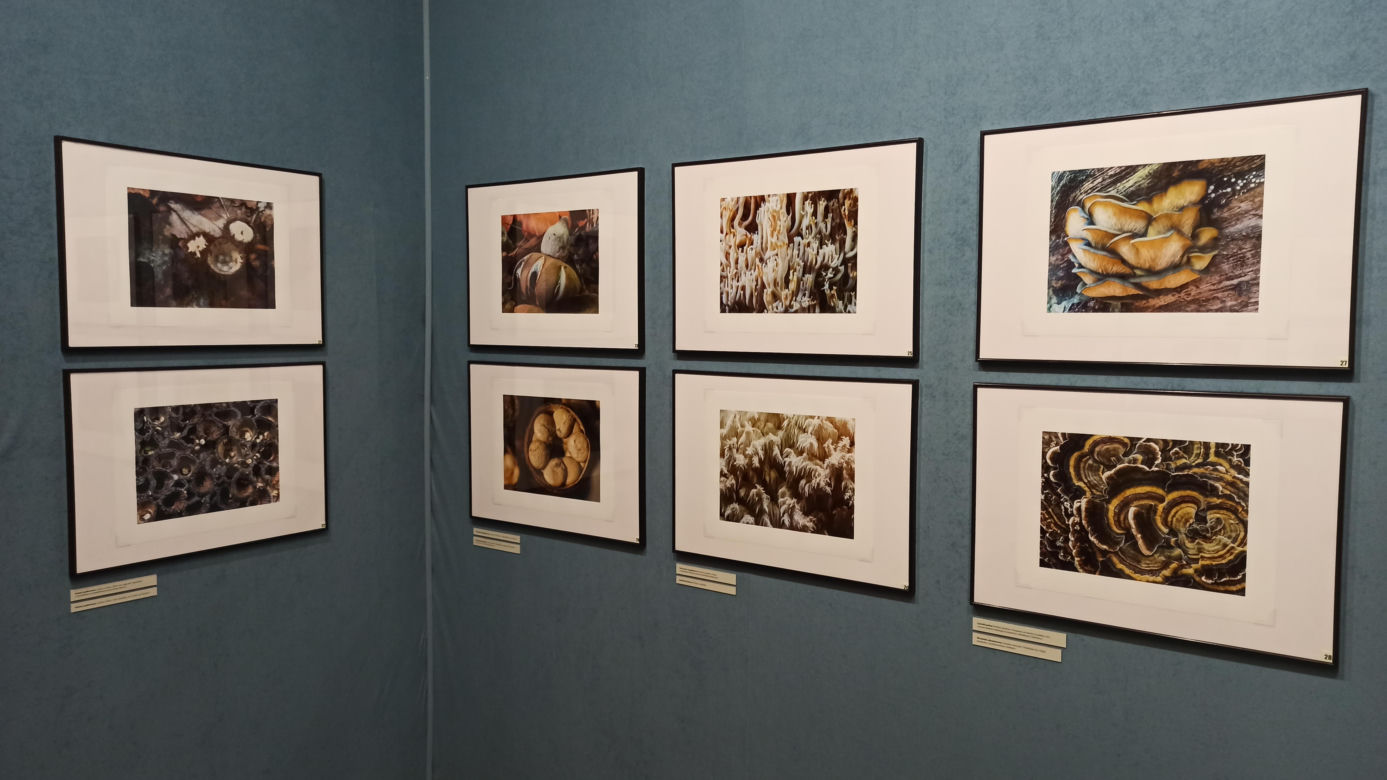 Muzeum Przyrody w Olsztynie. Poznajcie faunę oraz florę Warmii i Mazur