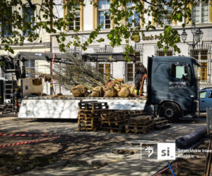 Nowe nasadzenia na Pl. Orła Białego