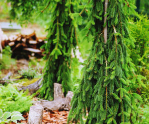 Świerk pospolity 'Inversa'