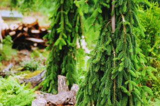 Świerk pospolity 'Inversa'