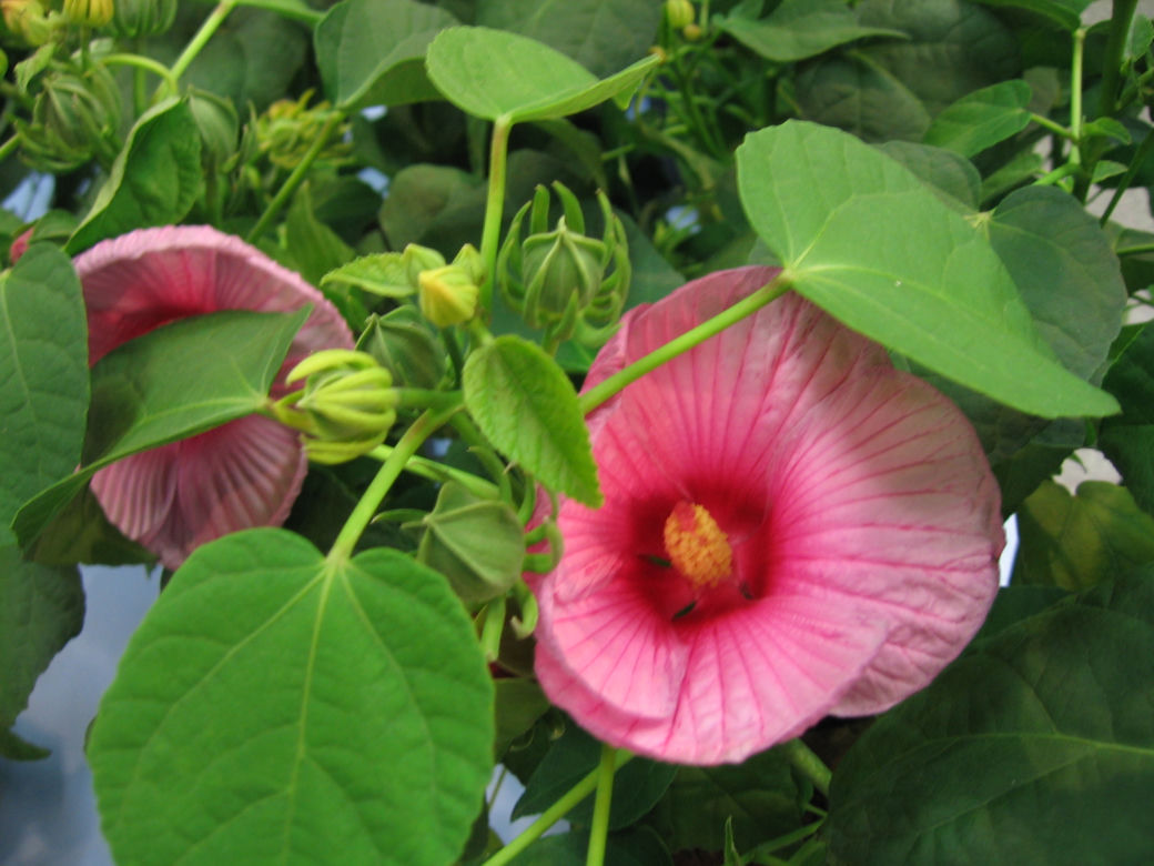 Ketmia 'Mauvelous'
