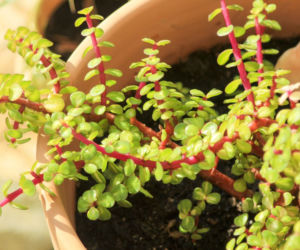 Portulacaria afra