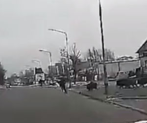 Dziki zaatakowały mężczyznę w centrum miasta. Musiał uciekać przed rozjuszonym stadem [ZDJĘCIA, WIDEO]