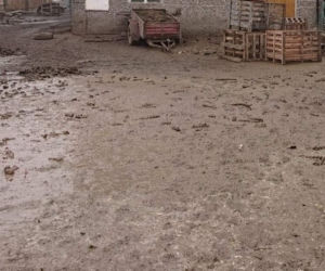HORROR pod Krakowem. Zwierzęta jadły się nawzajem z głodu