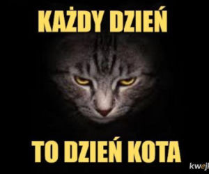 Mruczysz ze śmiechu? Najlepsze memy na Dzień Kota