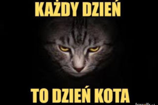Mruczysz ze śmiechu? Najlepsze memy na Dzień Kota