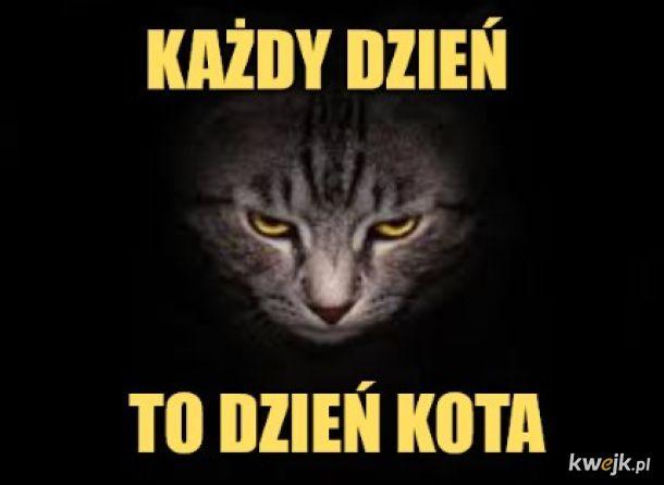 Mruczysz ze śmiechu? Najlepsze memy na Dzień Kota