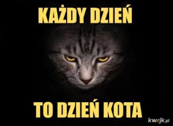 Mruczysz ze śmiechu? Najlepsze memy na Dzień Kota