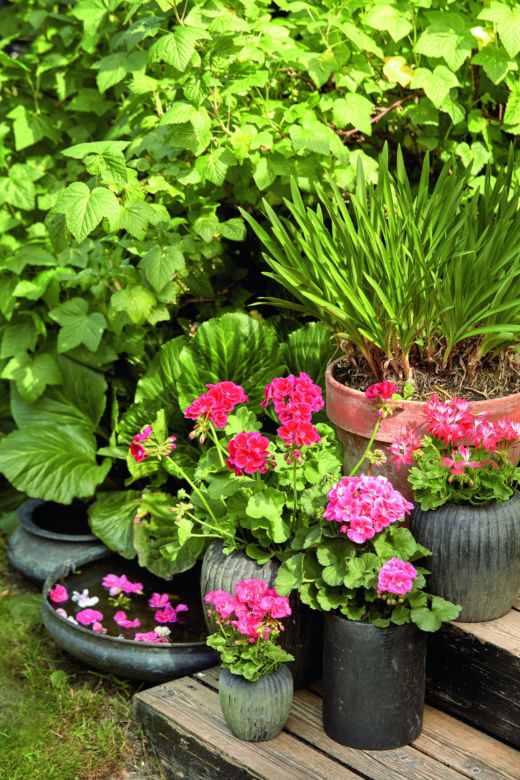 Pelargonie na 1001 sposobów – ogród w miniaturze