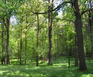 Dzikie zakątki woj. śląskiego