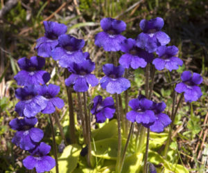 Tłustosz (Pinguicula)