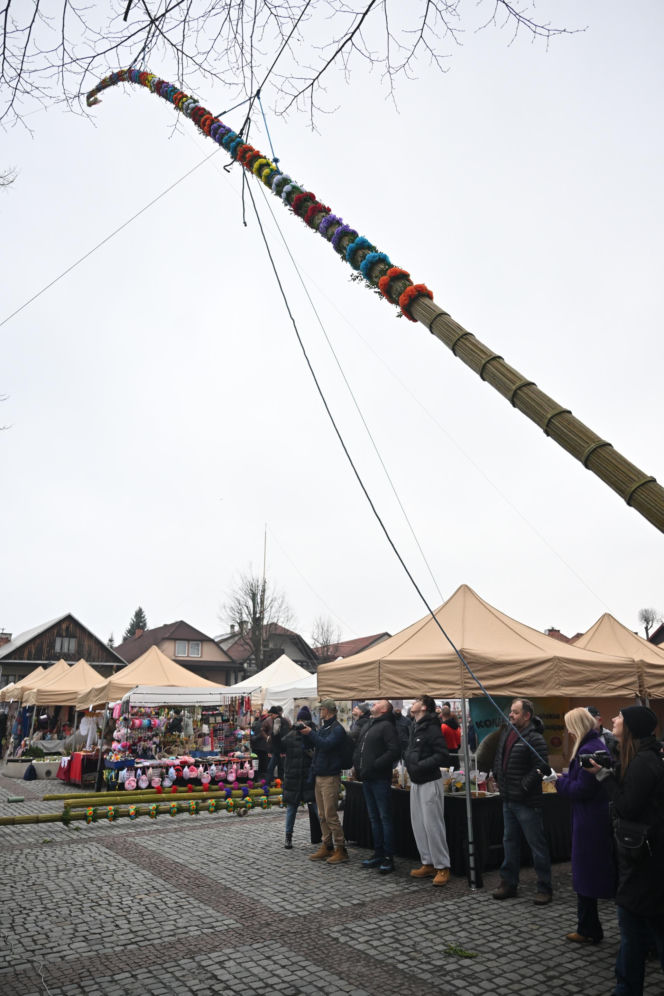 35 metrów i 80 centymetrów liczy palma, która zwyciężyła tegoroczny konkurs palm w Lipnicy Murowanej