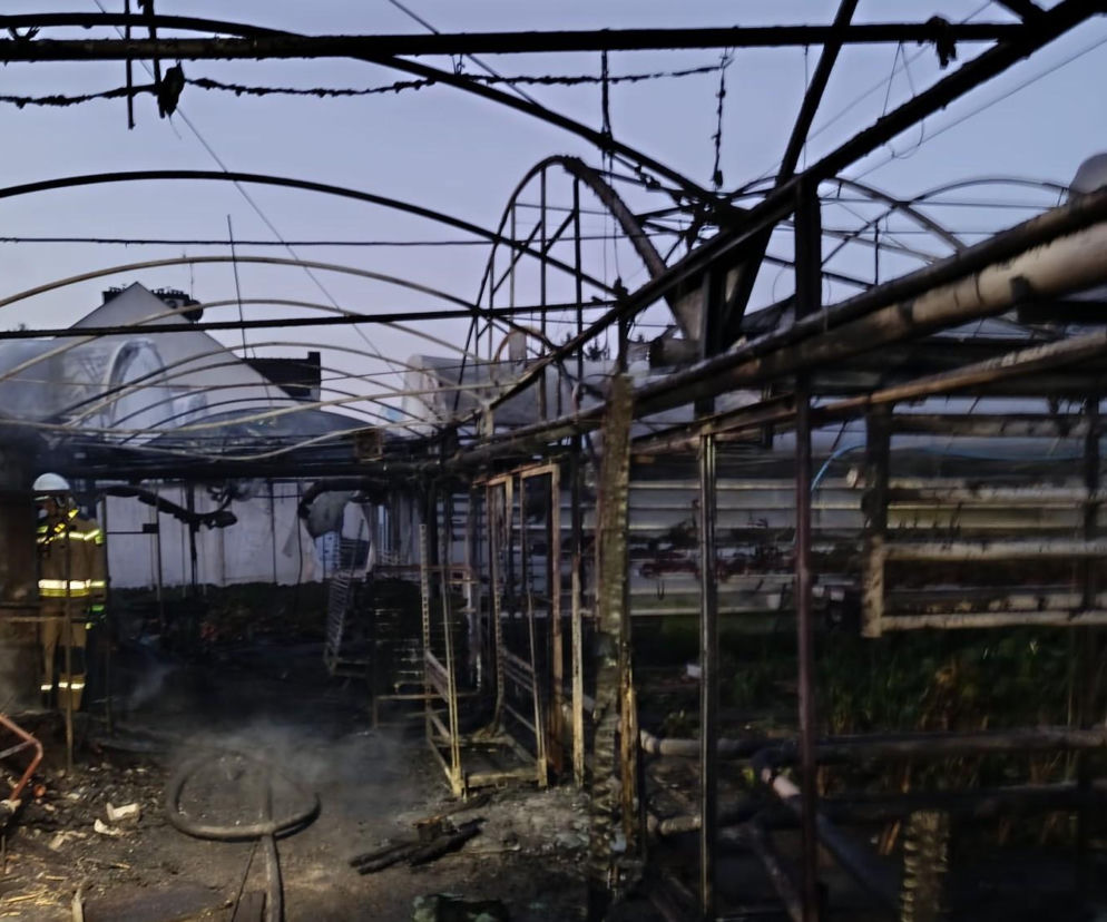 Pożar w zakładzie ogrodniczym.  Jedna osoba poszkodowana